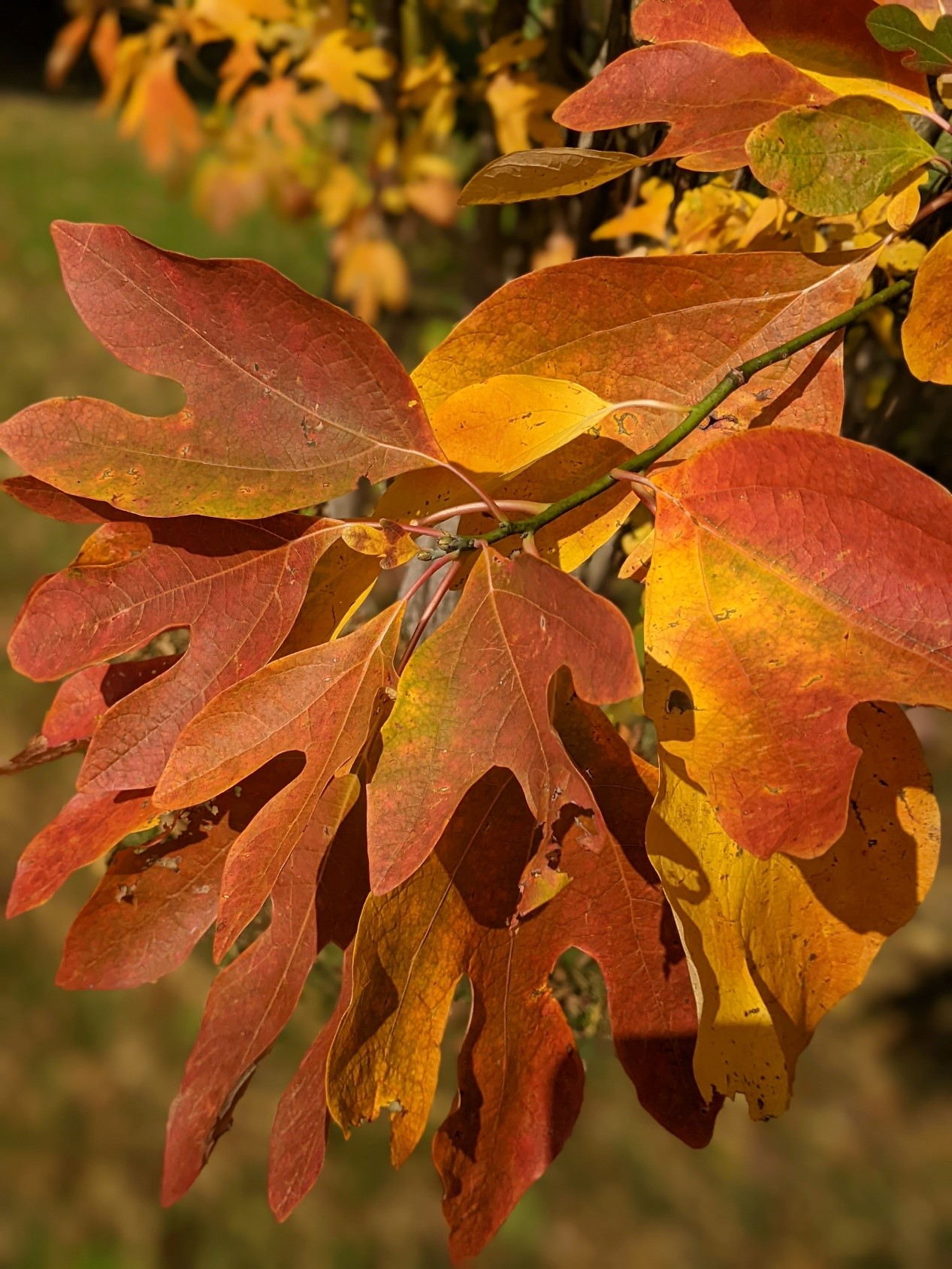 Let The Leaves Fall News, Sports, Jobs Post Journal